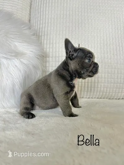 Bella