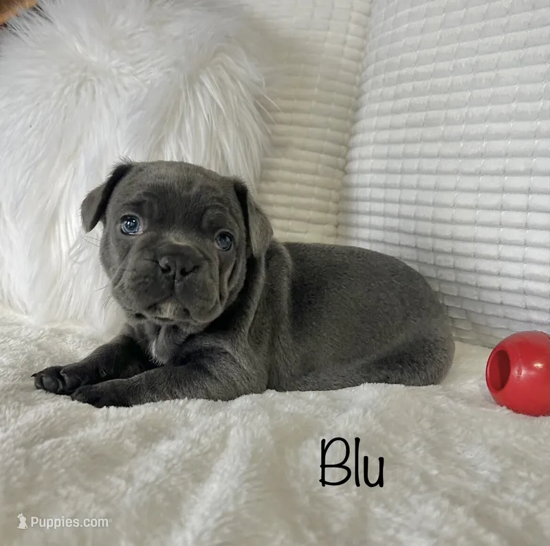 Blu