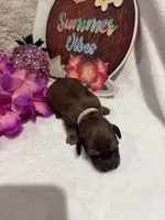 Red female , a female Miniature Dachshund for sale in Pleasant Plains, AR – 3 of 4