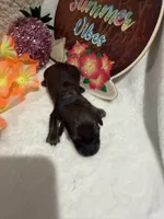 Red male , a male Miniature Dachshund for sale in Pleasant Plains, AR – 2 of 3