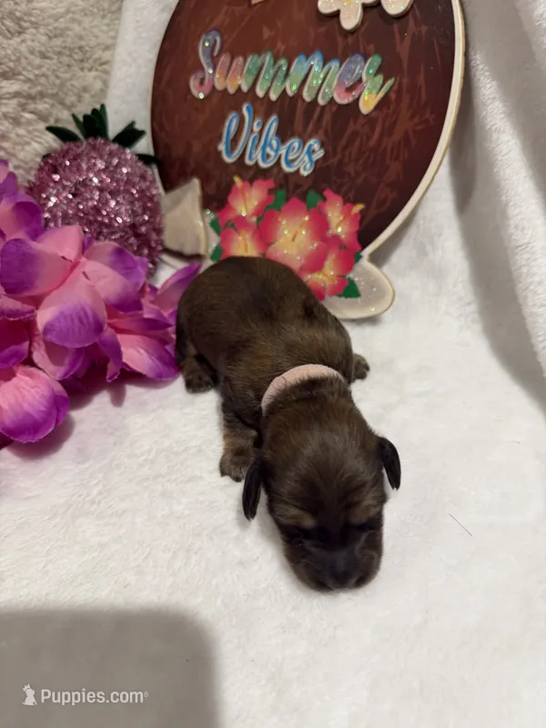 Red female  – Miniature Dachshund puppy for sale in Pleasant Plains, AR