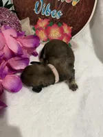 Red female , a female Miniature Dachshund for sale in Pleasant Plains, AR – 2 of 4