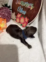Red male , a male Miniature Dachshund for sale in Pleasant Plains, AR – 3 of 3