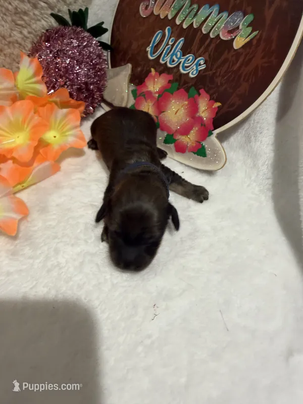 Red male  – Miniature Dachshund puppy for sale in Pleasant Plains, AR
