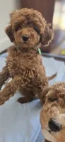 Shy, a female Poodle - Toy  and Poodle - Miniature  for sale in Martinez, CA – 4 of 5