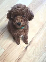 Shy, a female Poodle - Toy  for sale in Martinez, CA – 9 of 9