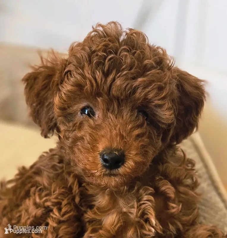 Gracie – Poodle - Miniature  puppy for sale in Martinez, CA