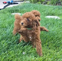 Shy, a female Poodle - Toy  for sale in Martinez, CA – 6 of 9