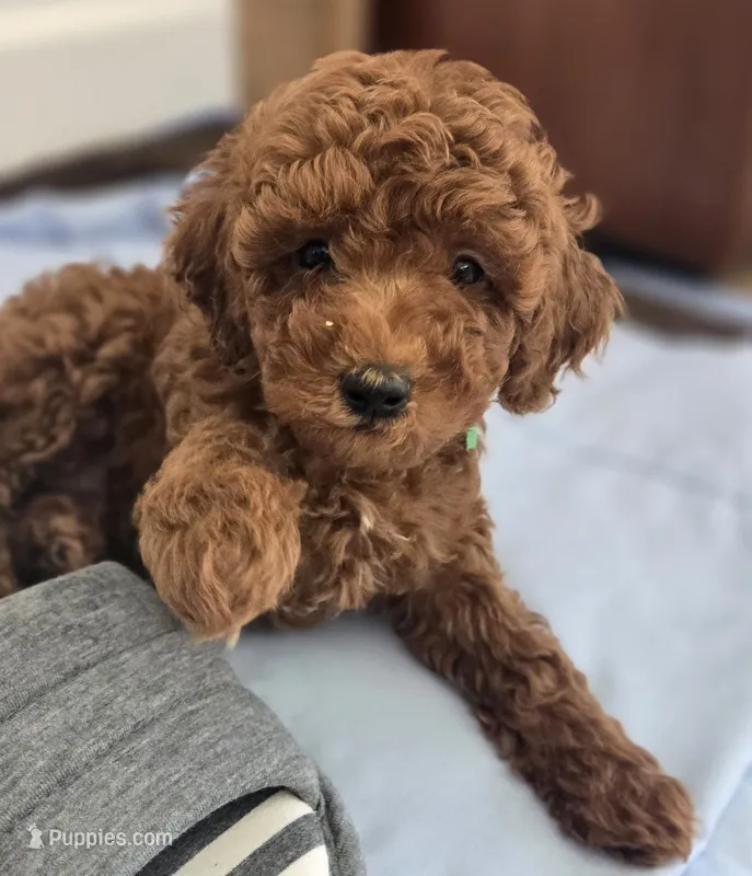 Shy – Poodle - Toy , Poodle - Miniature  puppy for sale in Martinez, CA
