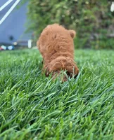 Joy, a female Poodle - Toy  for sale in Martinez, CA – 4 of 7