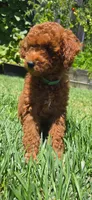 Joy, a female Poodle - Toy  for sale in Martinez, CA – 3 of 7
