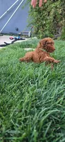 Shy, a female Poodle - Toy  for sale in Martinez, CA – 8 of 9