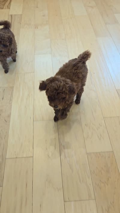 Joy, a female Poodle - Toy  for sale in Martinez, CA – 6 of 7