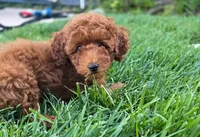Shy, a female Poodle - Toy  for sale in Martinez, CA – 4 of 9