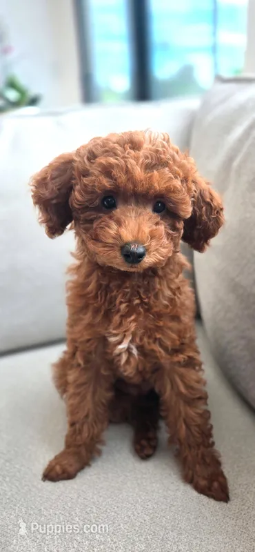 Joy – Poodle - Toy  puppy for sale in Martinez, CA