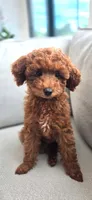 Joy, a female Poodle - Toy  for sale in Martinez, CA – 1 of 7