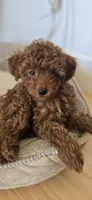 Gracie, a female Poodle - Miniature  for sale in Martinez, CA – 4 of 4