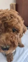 Shy, a female Poodle - Toy  and Poodle - Miniature  for sale in Martinez, CA – 5 of 5
