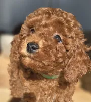 Shy, a female Poodle - Toy  and Poodle - Miniature  for sale in Martinez, CA – 3 of 5
