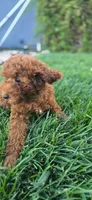 Shy, a female Poodle - Toy  for sale in Martinez, CA – 7 of 9