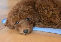 Joy, a female Poodle - Toy  for sale in Martinez, CA – 2 of 7