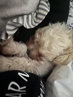 Bodhi, a male Maltipoo for sale in Lapeer, MI – Photo 2 of 2