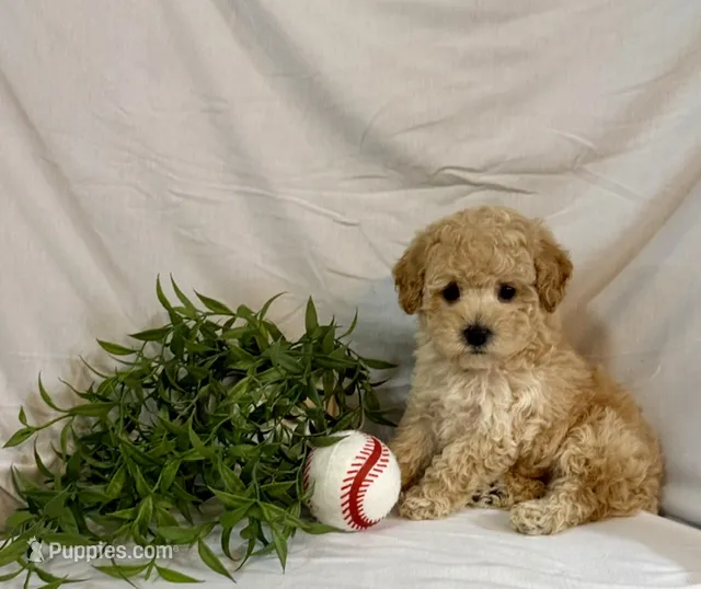 Kobe – Poodle - Toy  puppy for sale in Lewisburg, PA