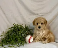 Kobe, a male Poodle - Toy  for sale in Lewisburg, PA – 1 of 7