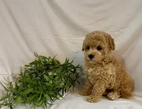 Kyra, a female Poodle - Toy  for sale in Lewisburg, PA – 4 of 7