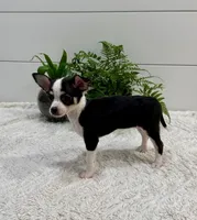 Jasmin, a female Chihuahua for sale in Lewisburg, PA – Photo 2 of 6