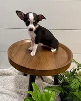 Jasmin, a female Chihuahua for sale in Lewisburg, PA – Photo 5 of 6