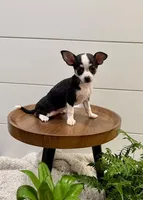 Jasmin, a female Chihuahua for sale in Lewisburg, PA – Photo 6 of 6