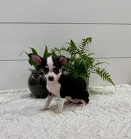 Jasmin, a female Chihuahua for sale in Lewisburg, PA – Photo 3 of 6