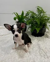 Jasmin, a female Chihuahua for sale in Lewisburg, PA – Photo 4 of 6