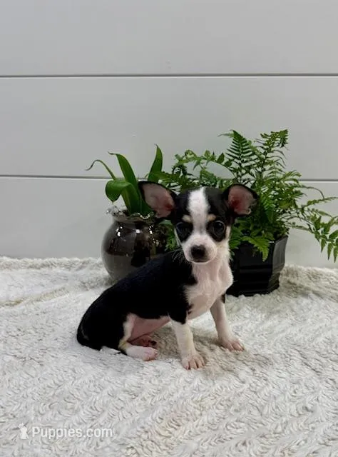 Jasmin – Chihuahua puppy for sale in Lewisburg, PA