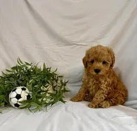 Kylo, a male Poodle - Toy  for sale in Lewisburg, PA – 1 of 7