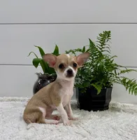 Jade, a female Chihuahua for sale in Lewisburg, PA – Photo 6 of 6