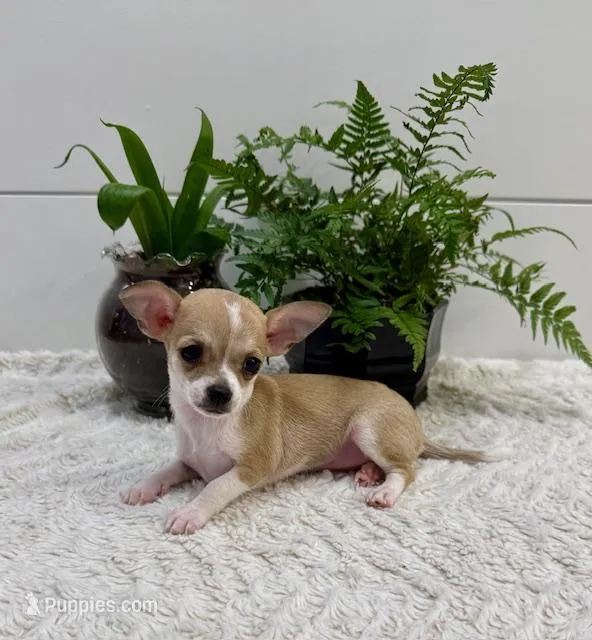 Jade – Chihuahua puppy for sale in Lewisburg, PA