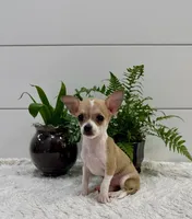 Jade, a female Chihuahua for sale in Lewisburg, PA – Photo 5 of 6