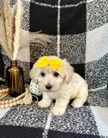 Lola, a female Schnoodle for sale in Lewisburg, PA – 3 of 5