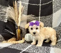 Lexi, a female Schnoodle for sale in Lewisburg, PA – 3 of 4