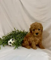 Kylo, a male Poodle - Toy  for sale in Lewisburg, PA – 4 of 7