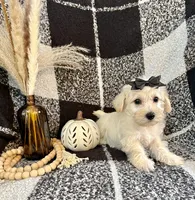 Lacy, a female Schnoodle for sale in Lewisburg, PA – 6 of 7