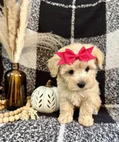 Lucy, a female Schnoodle for sale in Lewisburg, PA – 3 of 5