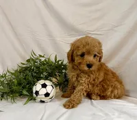 Kylo, a male Poodle - Toy  for sale in Lewisburg, PA – 5 of 7