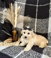 Lacy, a female Schnoodle for sale in Lewisburg, PA – 2 of 7