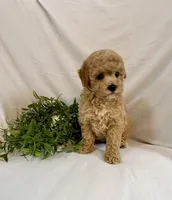 Kyra, a female Poodle - Toy  for sale in Lewisburg, PA – 6 of 7