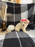 Lucy, a female Schnoodle for sale in Lewisburg, PA – 2 of 5