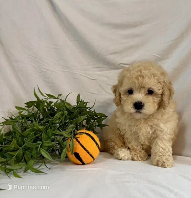 Kade – Poodle - Toy  puppy for sale in Lewisburg, PA