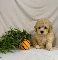 Kade, a male Poodle - Toy  for sale in Lewisburg, PA – 1 of 5